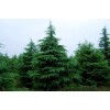 求購8米一級雪松160棵