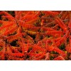 求購：9公分火炬