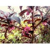 求購12公分紅葉碧桃