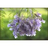 求購米徑25藍花楹11棵