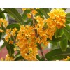 急購桂花