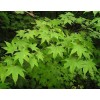 求購(gòu)10公分二級(jí)五角楓1.3米量有數(shù)的打聯(lián)系劉朋