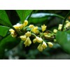 桂花