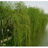 求購 繼續裝青垂柳、