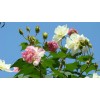 求購：高1.2米木芙蓉