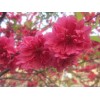 求購8公分五彩碧桃