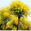 求購米徑8個(gè)的金枝槐200棵