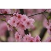 櫻花