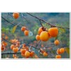 求購(gòu)柿子樹(shù)，胸徑12公分
