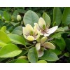 求購：高150-170公分含笑