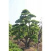 求購8公分榔榆
