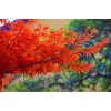 求購三季紅 米經五公分