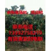求購黃皮樹15萬株