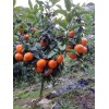求購70棵5一6公分沃柑樹