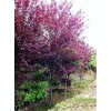求購12公分精品紅葉李