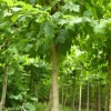 繼續(xù)大量求購15公分法桐