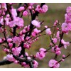 幫朋友求夠梅花3公分