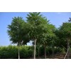 求購(gòu)千頭椿 紅葉李 五公分 2000棵 三米截桿 裸根 紅葉李分支80 千頭椿光桿上車(chē)