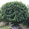 8元求購5000盆45cm以上米蘭球毛球