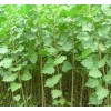 求購(gòu)1河北楊種苗高度1米一2米