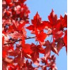 求購15公分美國紅楓3米分枝通貨