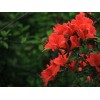求購(gòu)品種映山紅
