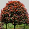 購10公分紅葉石楠樹