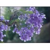 求購(gòu)30分的蘭花盈