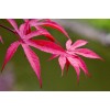 求購12公分紅楓