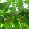 求購白果樹米徑保7公分