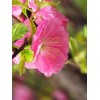 求購嫁接雙花榆葉梅6公分