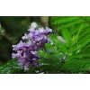 求購藍花楹米徑30分3棵