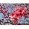 求購5公分櫻花紅葉李紅葉碧桃金葉復(fù)葉槭