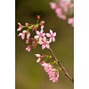 求購小葉吉野