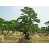 繼續(xù)求購黑松