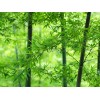 求購：2公分毛竹