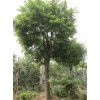 求購19公分的國槐