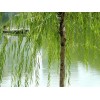 求購：8公分柳樹