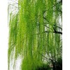求購5公分垂柳，裸根