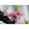 求購(gòu)山桃6公分